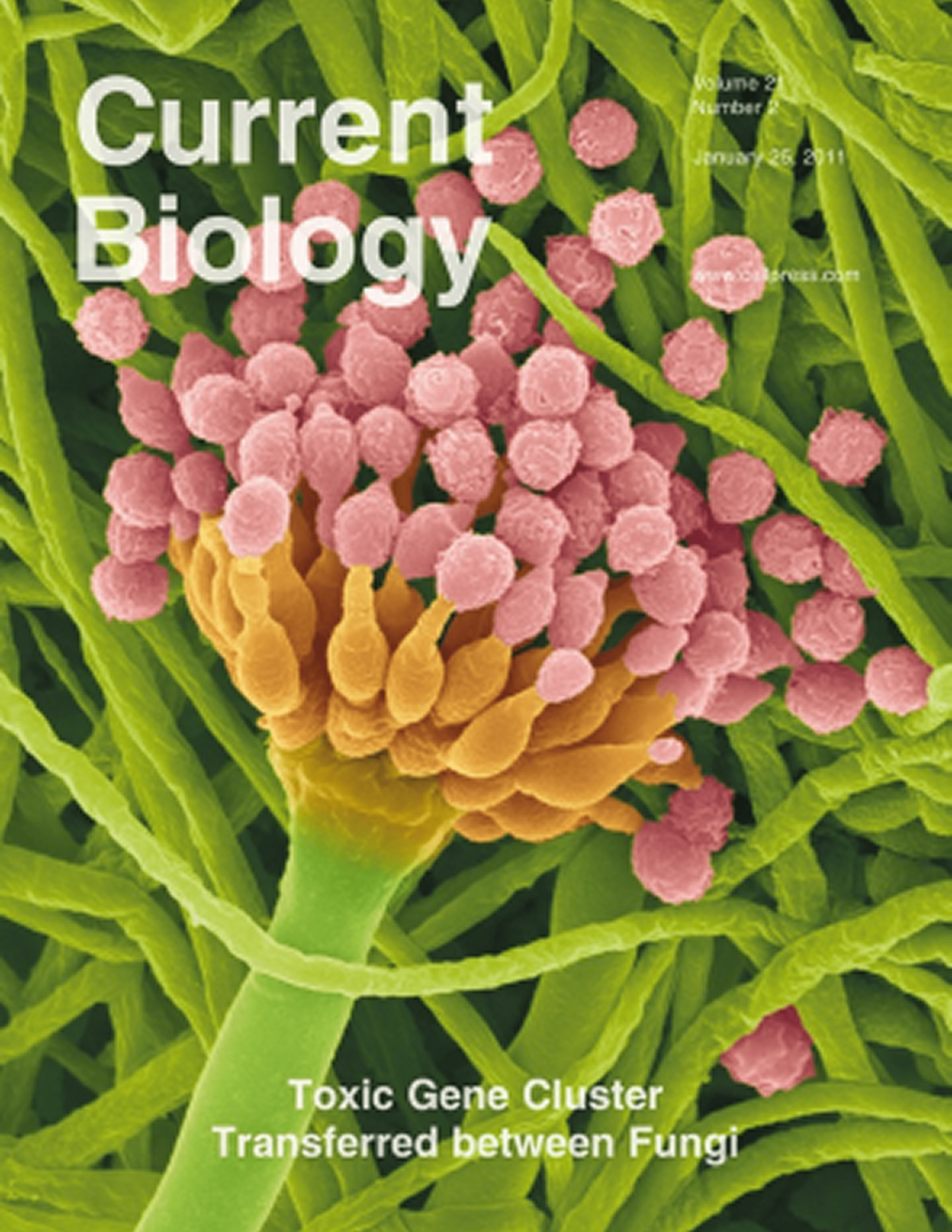 From Slot and Rokas (2011)