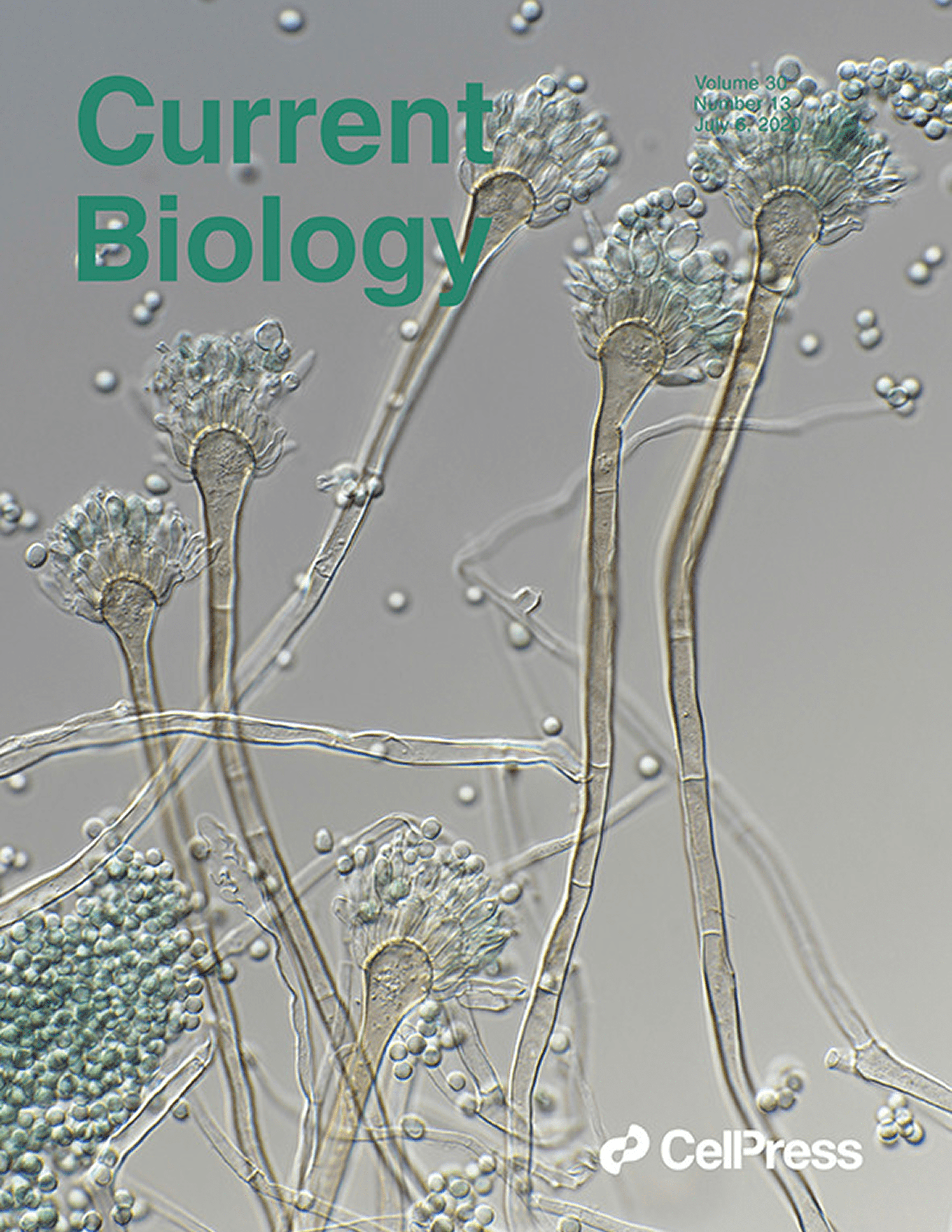 From Steenwyk, Lind, et al. (2020)