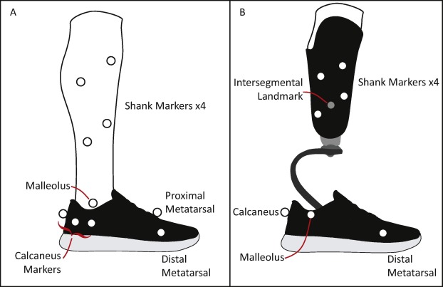 Fig2-AnkleFoot